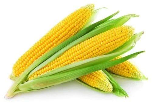 Natural Fresh Maize, For Human Consumption, Cooking, Color : Yellow