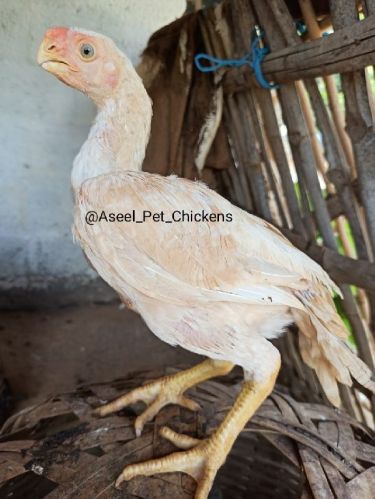 Galo Gigante Chicken