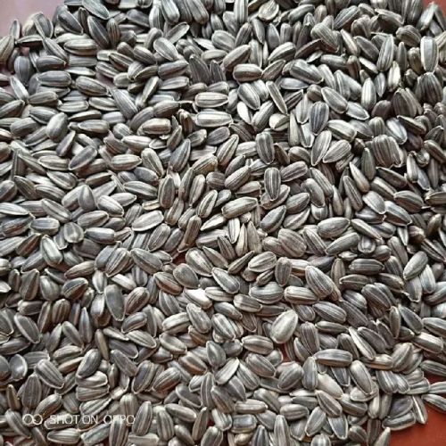 Soon Huat sunflower seeds, Packaging Size : 10kg, 1kg, 25kg, 5kg