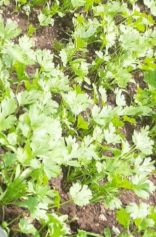 Desi Farm Fresh Coriander Leaves, Packaging Size : Bundal