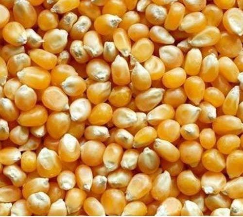 Organic Maize Seeds, Packaging Type : PP Bag