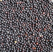 Rapeseeds, Packaging Type : Black