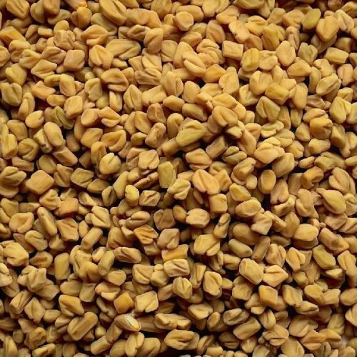 Natural Regular Fenugreek Seeds For Cooking