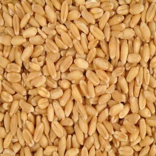 Wheat Seeds, Certification : FSSAI