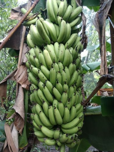 Frooti 20 + Kg Banana, Color : Yellow