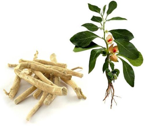 Ashwagandha Roots, For Herbal Products, Medicine, Supplements, Style : Dried