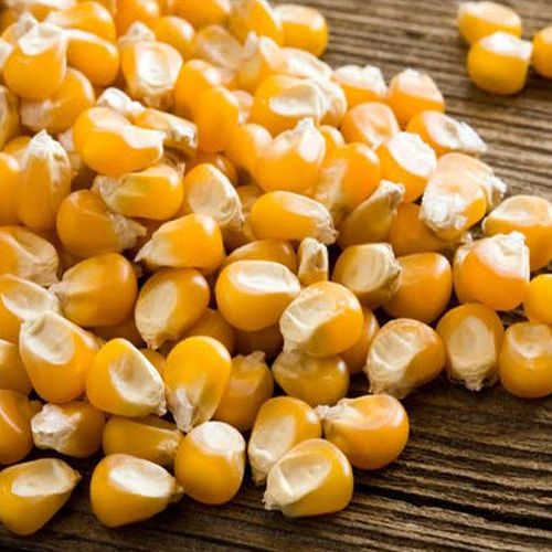 Organic Dried Corn Seeds, For Agricultural, Packaging Type : Gunny Bag