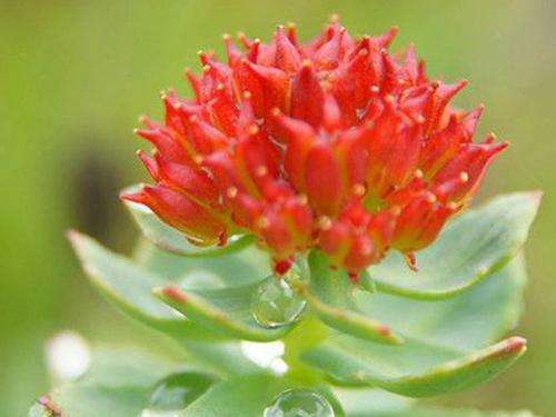 Rhodiola Rosea Extract