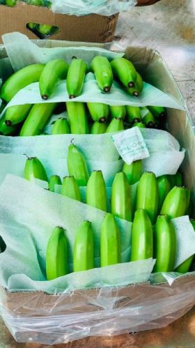 Common Fresh Banana, For Food, Juice, Snacks, Feature : Absolutely Delicious, Easily Affordable, Healthy Nutritious