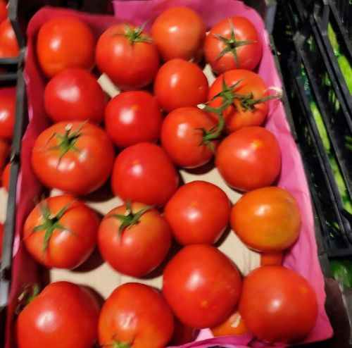 Common Fresh Tomato, For Cooking, Skin Products, Packaging Type : Jute Bag, Net Bag, Plastic Crates