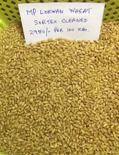 Organic MP Lokwan Wheat, Packaging Type : Jute Bag