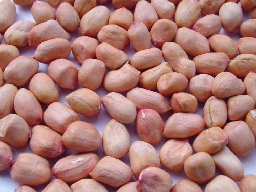 Java 100/110 Peanuts, For Oil, Human Consumption, Feature : High In Protein