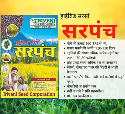 Natural Mustard Seeds, Shelf Life : 1year