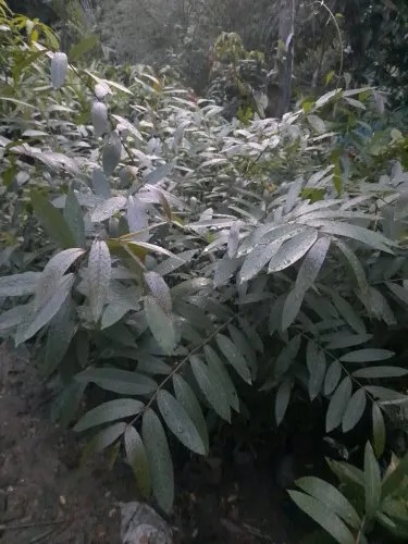 Organic Arjuna Plant, For Plantation, Color : Green