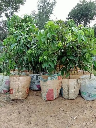 China Lichi Plant, For Plantation