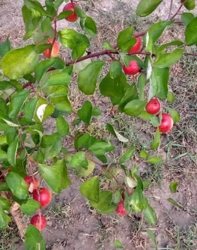 Kashmiri Apple Ber Plant