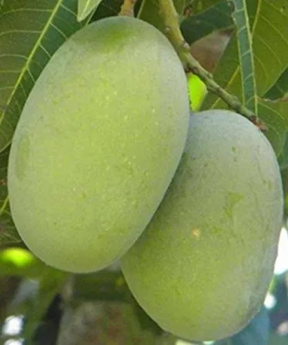 Organic Langra Mango Plant, For Plantation, Packaging Type : Plastic Pouch