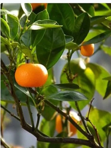 Mandarin Orange Plant