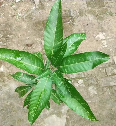 Organic Variegated Mango Plant, For Plantation, Packaging Type : Plastic Pouch