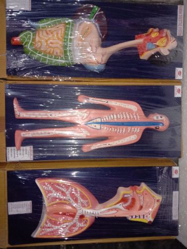 Human Anatomical Models, For School, Science Laboratory, Feature : Accurate Design, Durable