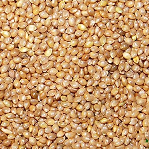 Barnyard Millet Seeds, Speciality : Rich Source of Nutrients