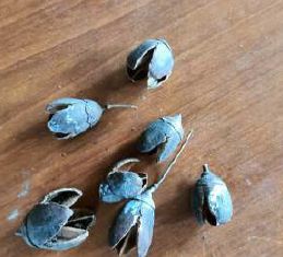 Dried Bakuli Blue Pods, Packaging Type : Packet