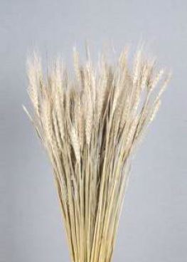 Dried Wheat Grass For Decoration