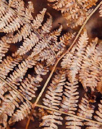 Fern Dried Leaves, Shelf Life : 6 Months