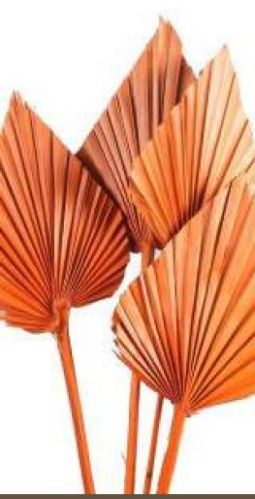 Natural Orange Palm Spear, For Decoration, Packaging Type : Box