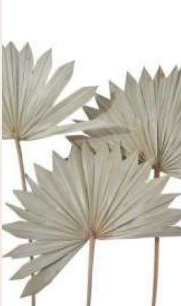 Creamy Natural Palm Sun Spear, For Decoration, Packaging Type : Box