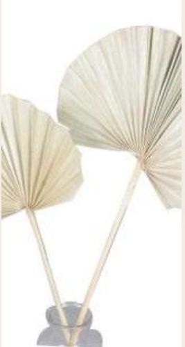 Creamy Natural Round Palm Spear, For Decoration, Packaging Type : Box