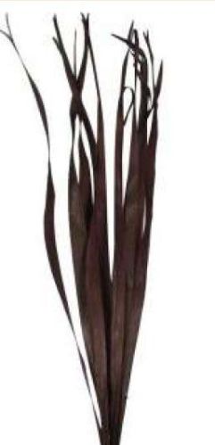 Sun Palm Leaves, Size : 80 Cm