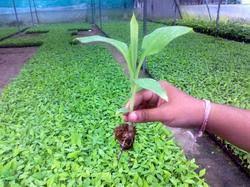 Banana Tissue Cultured Plants, Certification : ISO 9001:2008