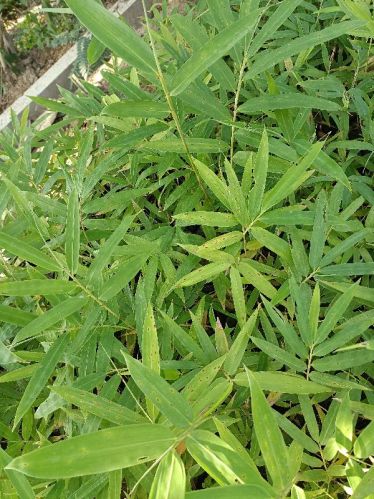 Bamboo Plants, Purpose : Gardening, Decoration