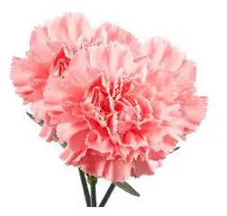 Common Carnation Flower, Feature : Colorful Pattern, Freshness, Natural Fragrance, Non Artificial