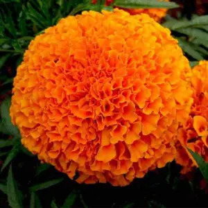 Common Marigold Flower, Style : Natural