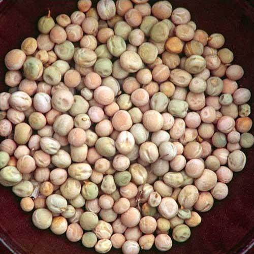 Natural Marrowfat Peas, For Human Consumption, Cooking, Certification : FSSAI Certified
