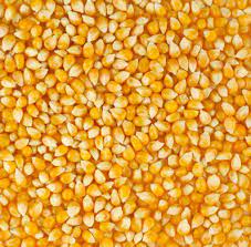 Common Yellow Corn Animal Feed, Certification : FSSAI Certified