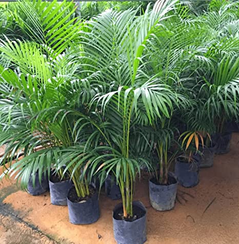 VRN Coated Areca Palm Tree, Packaging Type : Carton Box