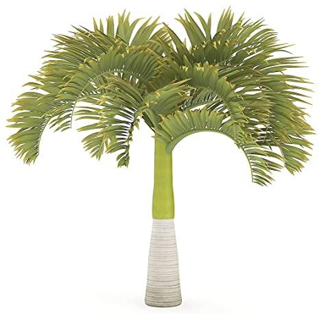 VRN Green Manila Palm Tree, Occasion : Decoration