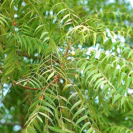 Neem Tree, Packaging Type : Green