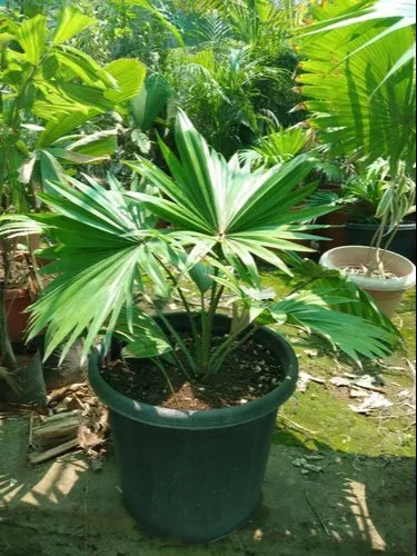 Table Palm Tree, Packaging Type : Plastic Bag