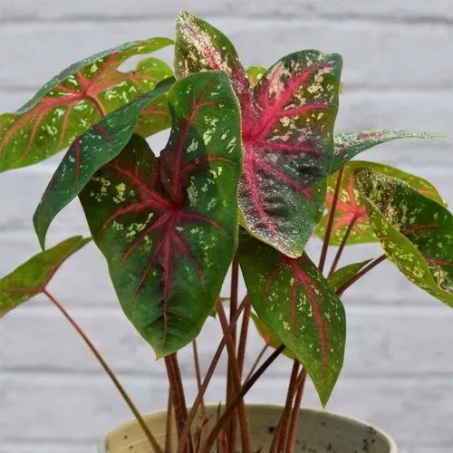 Caladium Plant