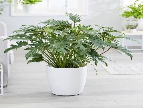 Philodendron Xanadu Green Plant