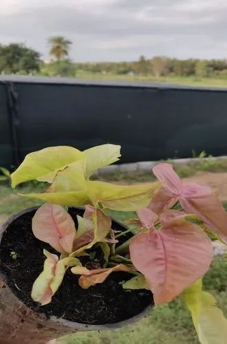 Syngonium Neon Red Plant