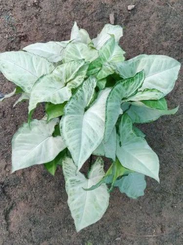 Syngonium White Butterfly Plant