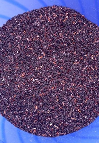 Fresh Black Rice, For Kheer, Packaging Type : Plastic Bag