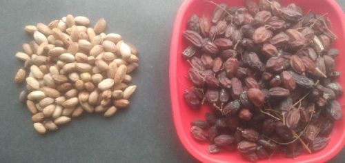 Creamy Dried Neem Seeds, For Cosmetic, Medicine, Packaging Type : Plastic Bags