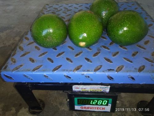 Avacado, Color : Green