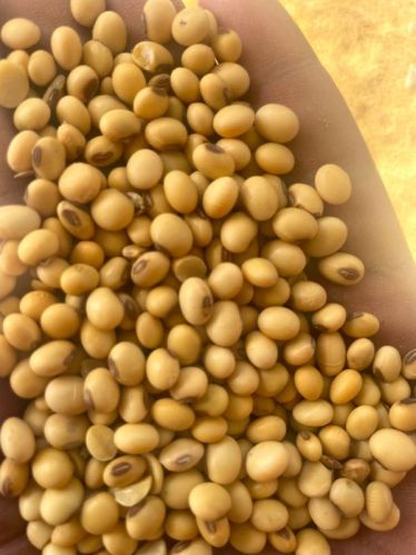 Common Soyabean, Style : Fresh